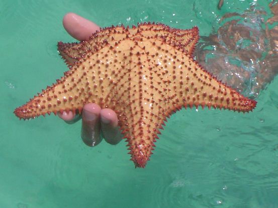 étoile de mer fonds blancs
