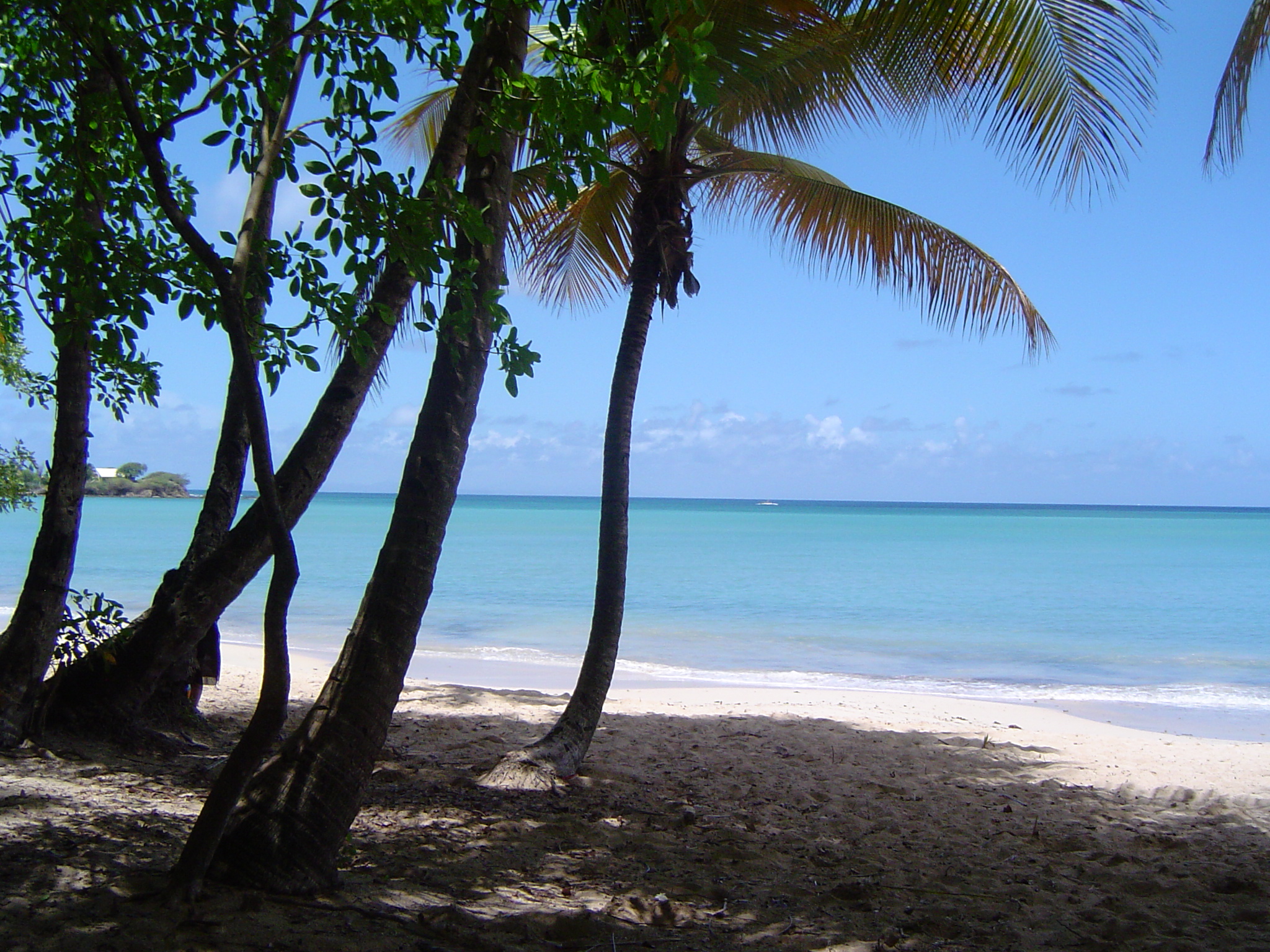 Un décor de rêve... cocotiers, sable blanc, mer turquoise