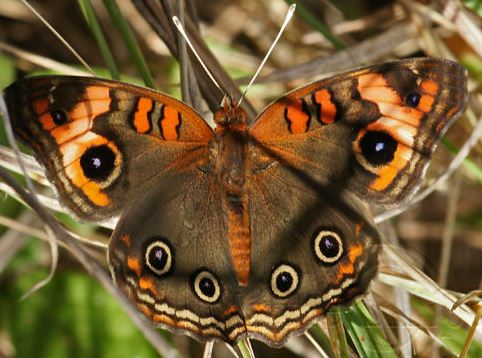 Papillon "Mangrove"  - vu en bord de mer, dans les fossés - se laisse facilement approcher et phtotographier