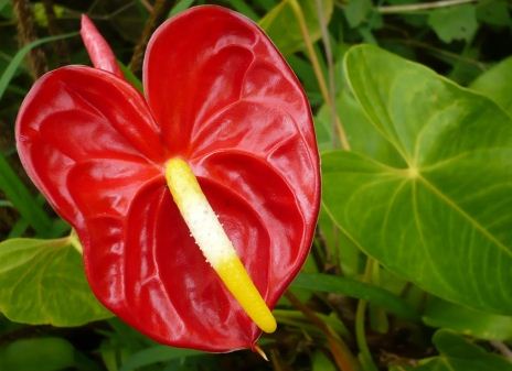 Anthurium - on ne se lasse pas de le photographier