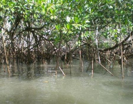 balade en kayak dans la mangrove