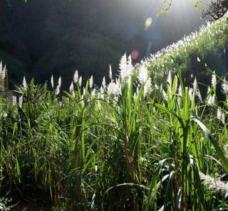 floraison de la canne à sucre