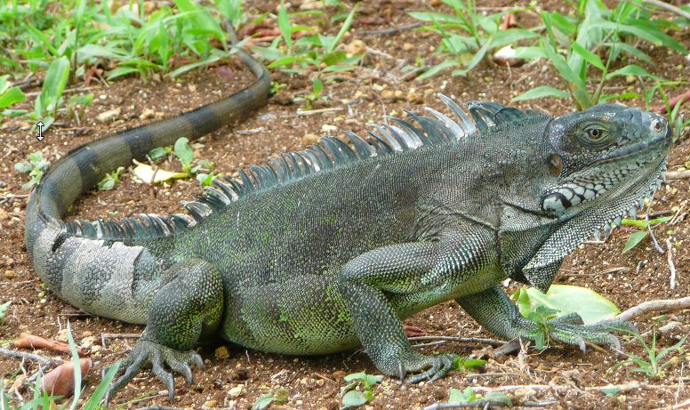 Rencontre  avec un Iguane  vert sur l'ilet Chancel