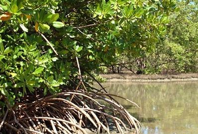 mangrove