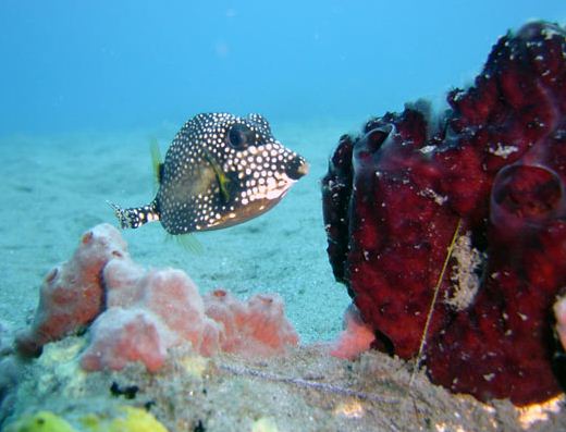 poisson coffre