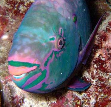 Poisson perroquet