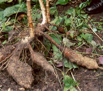 racines de manioc