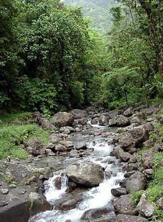 Rivière en montant aux pitons du Carbet