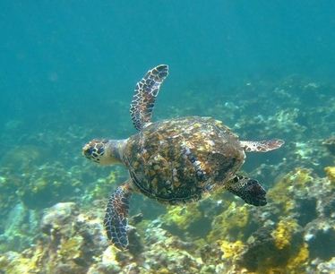 tortue imbriquée